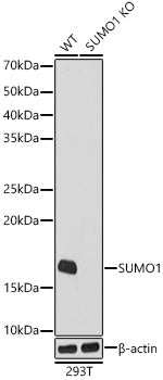 [KO Validated] SUMO1 Rabbit mAb