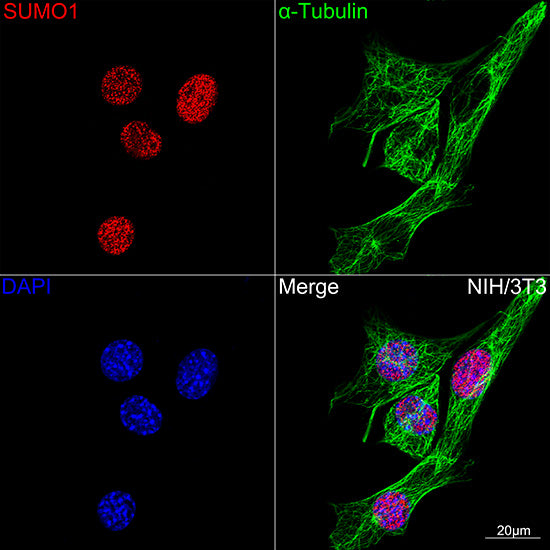 [KO Validated] SUMO1 Rabbit mAb