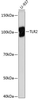 TLR2 Rabbit mAb