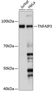 TNFAIP3 Rabbit mAb
