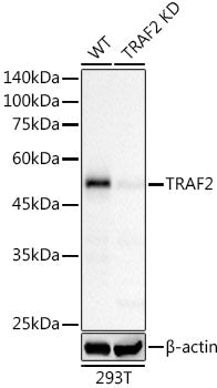 [KD Validated] TRAF2 Rabbit mAb
