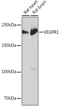 VEGFR1 Rabbit mAb