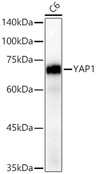 [KO Validated] YAP1 Rabbit mAb