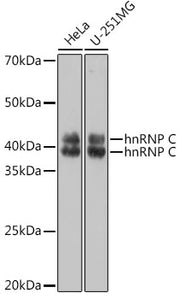 hnRNP C Rabbit pAb