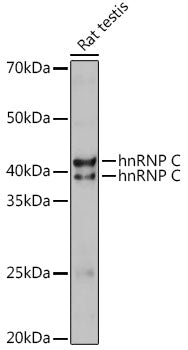 hnRNP C Rabbit pAb