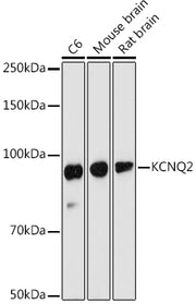 KCNQ2 Rabbit pAb