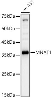 MNAT1 Rabbit pAb
