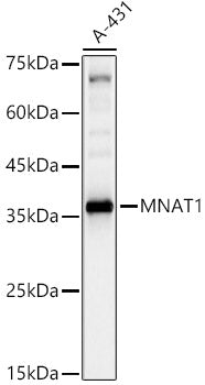 MNAT1 Rabbit pAb