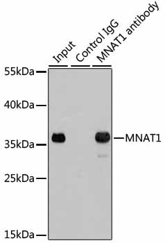 MNAT1 Rabbit pAb
