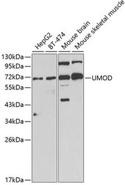UMOD Rabbit pAb