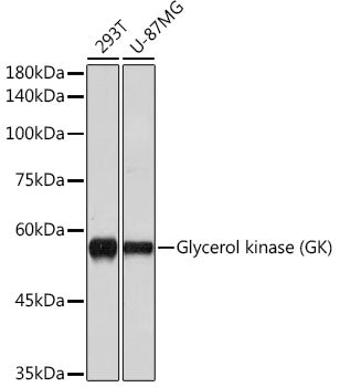 Glycerol kinase (GK) Rabbit mAb