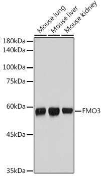 FMO3 Rabbit mAb