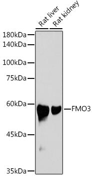 FMO3 Rabbit mAb