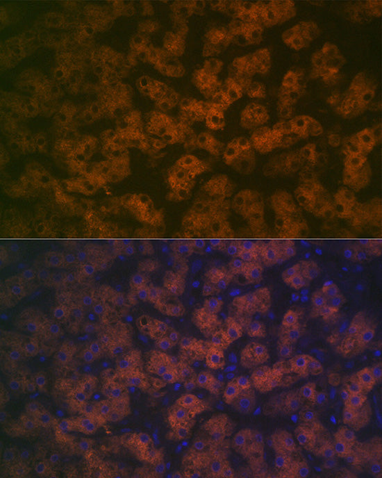 FMO3 Rabbit mAb