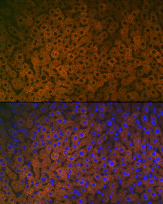 FMO3 Rabbit mAb