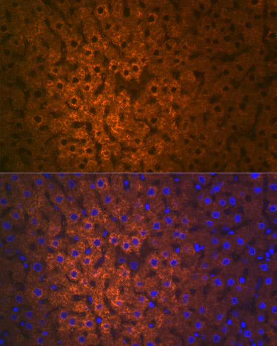 FMO3 Rabbit mAb