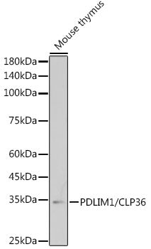 PDLIM1/CLP36 Rabbit mAb