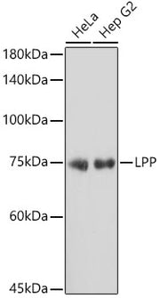 LPP Rabbit mAb