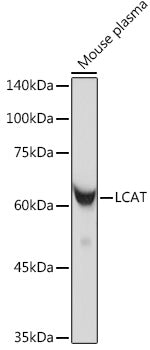 LCAT Rabbit mAb