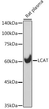 LCAT Rabbit mAb