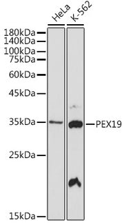 PEX19 Rabbit mAb