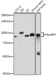 RanBP9 Rabbit mAb