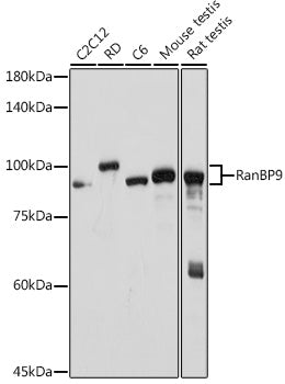 RanBP9 Rabbit mAb