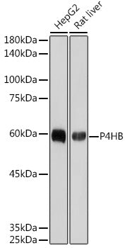 P4HB Rabbit mAb