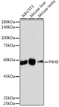 P4HB Rabbit mAb