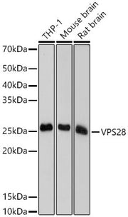 VPS28 Rabbit mAb