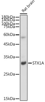 STX1A Rabbit mAb