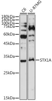 STX1A Rabbit mAb