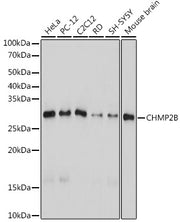CHMP2B Rabbit mAb