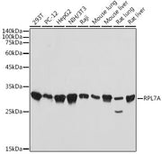 RPL7A Rabbit mAb