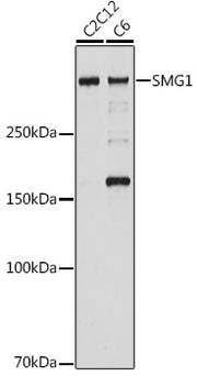 SMG1 Rabbit mAb