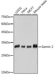 Gemin 2 Rabbit mAb