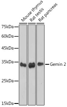 Gemin 2 Rabbit mAb
