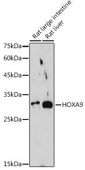 HOXA9 Rabbit mAb