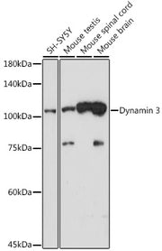 Dynamin 3 Rabbit mAb