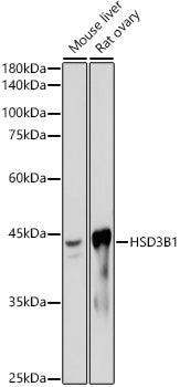 HSD3B1 Rabbit mAb