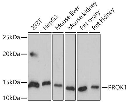 Human EG-VEGF/PK1 Rabbit mAb