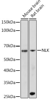 NLK Rabbit mAb