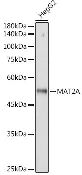 MAT2A Rabbit mAb