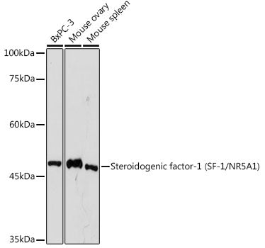 Steroidogenic factor-1 (SF-1/NR5A1) Rabbit mAb