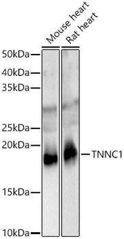 TNNC1 Rabbit pAb