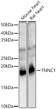 TNNC1 Rabbit pAb