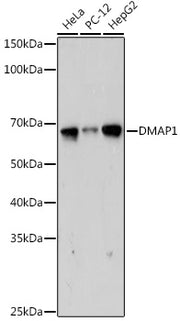 DMAP1 Rabbit mAb