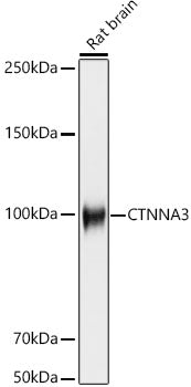 CTNNA3 Rabbit mAb