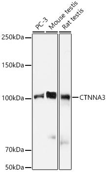 CTNNA3 Rabbit mAb