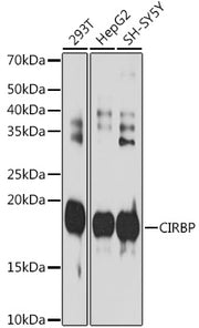 CIRBP Rabbit mAb